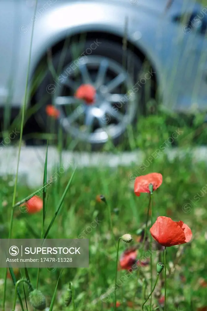 Poppies, close-up, car wheel in background