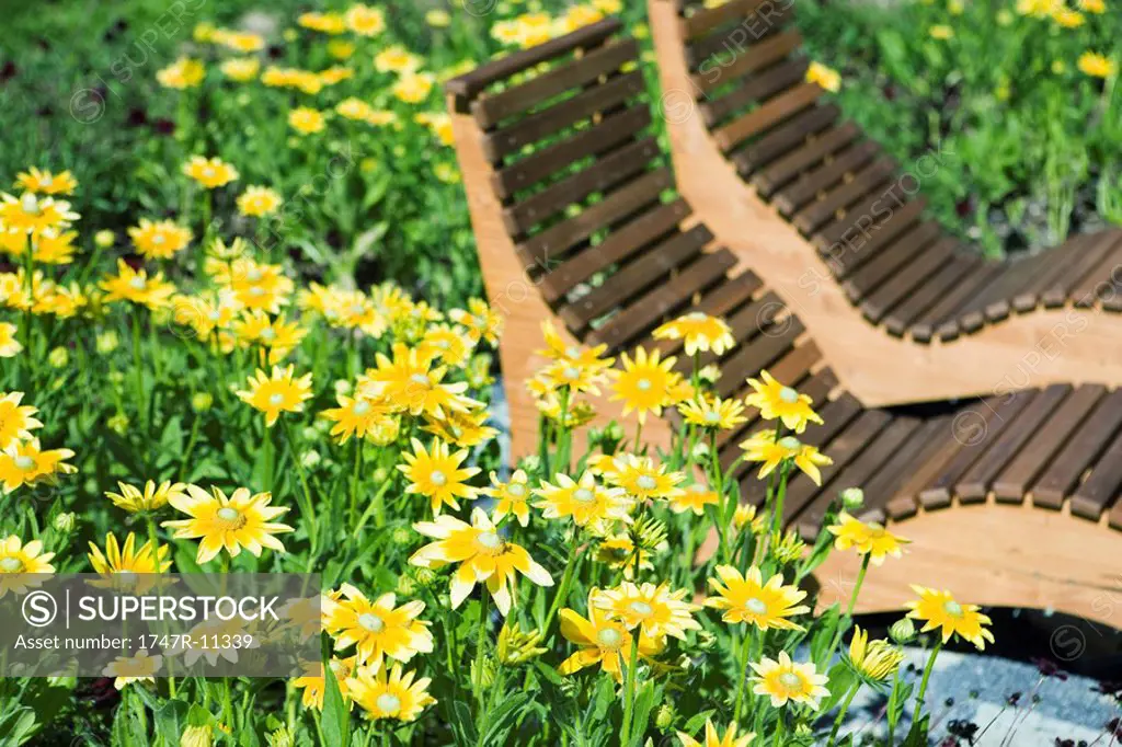 Yellow flowers, wooden deckchairs in background