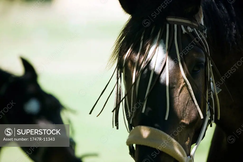 Horse wearing harness, close-up