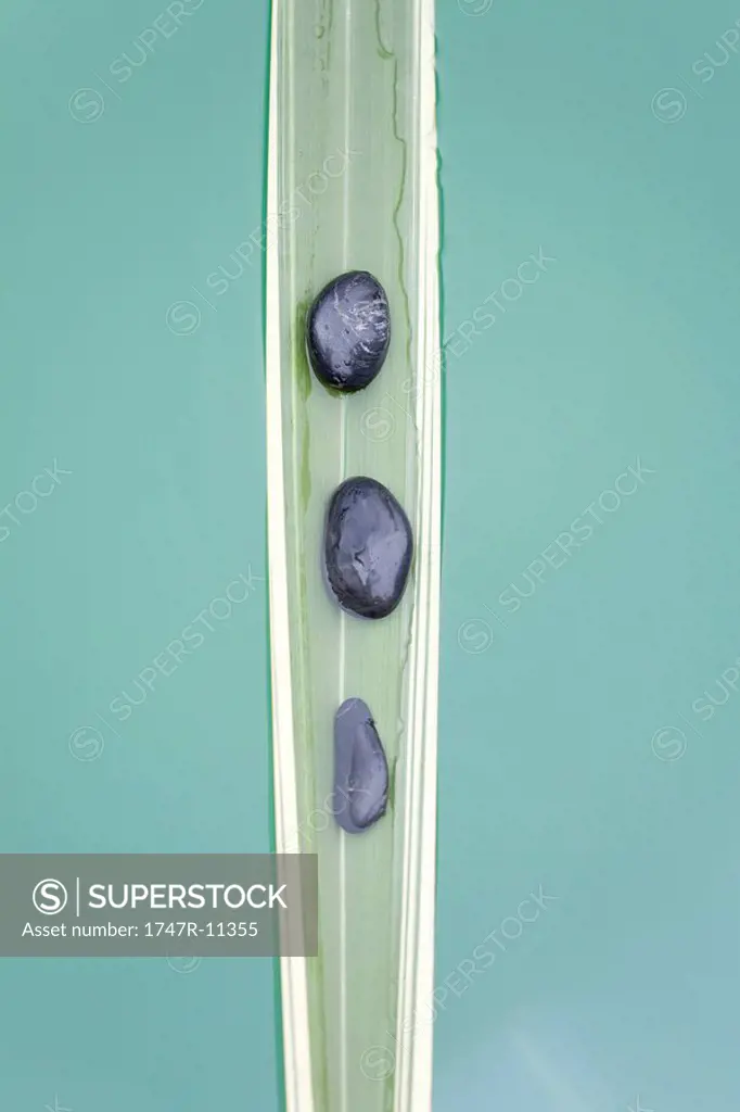 Line of stones on sinking palm leaf