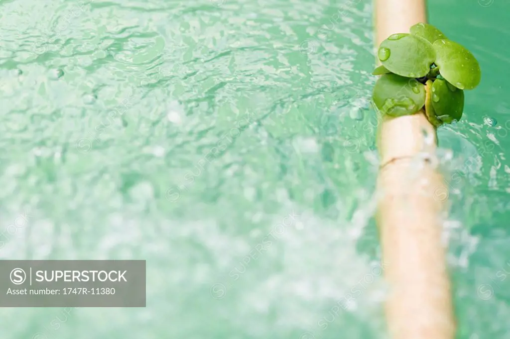 Leaves on bamboo pole extended across water