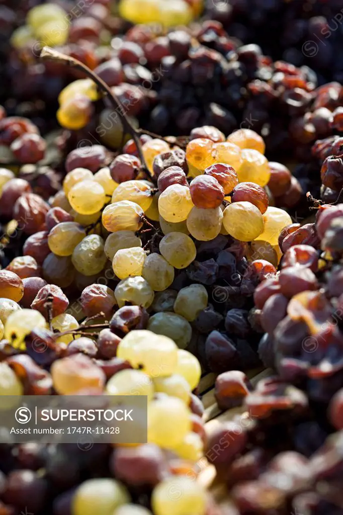 Wilting wine grapes piled together for pressing