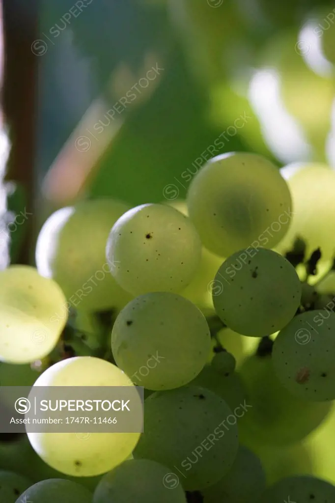 Chardonnay grapes, close-up