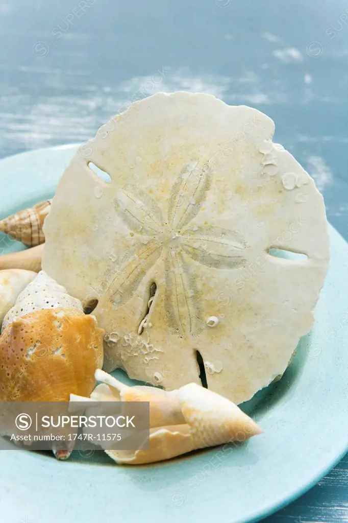Seashells and sand dollar in bowl