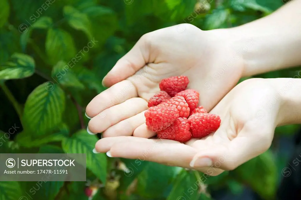 Cupped hands holding fresh raspberries