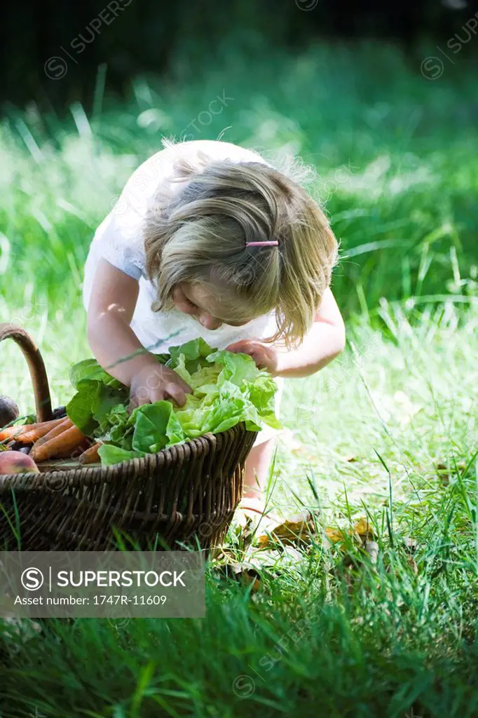 Little girl examining lettuce in basket of vegetables
