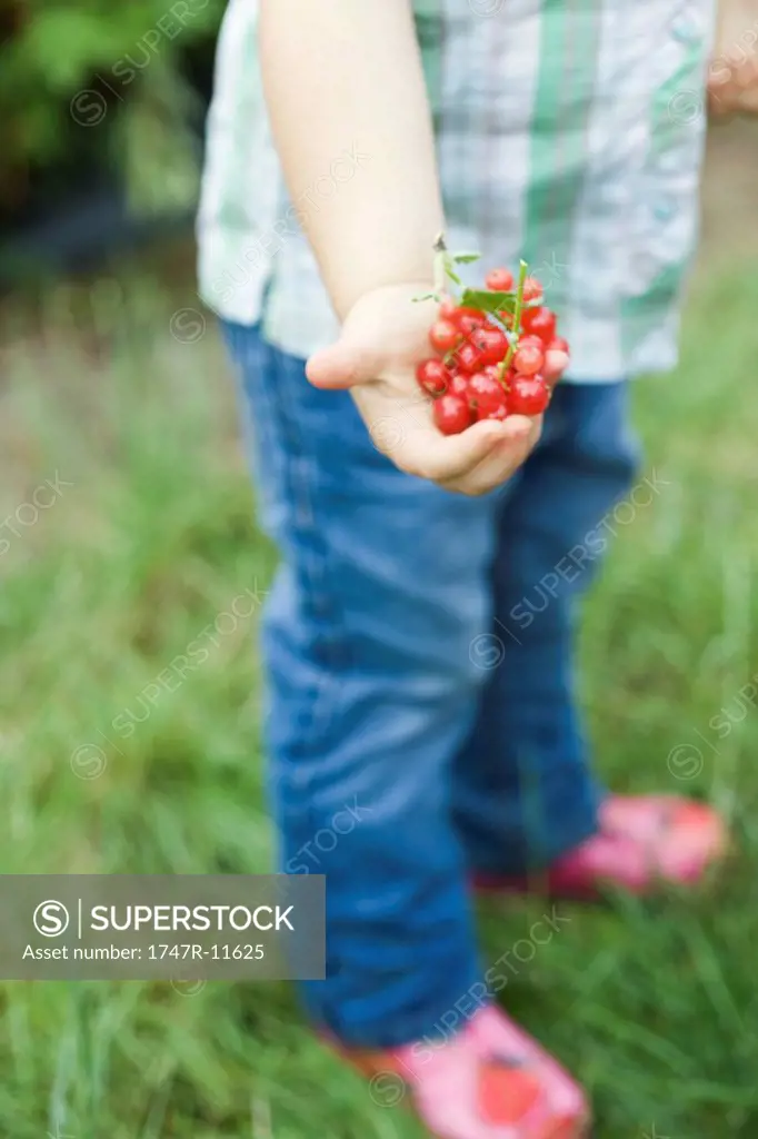 Child holding handful of fresh red currants, cropped view