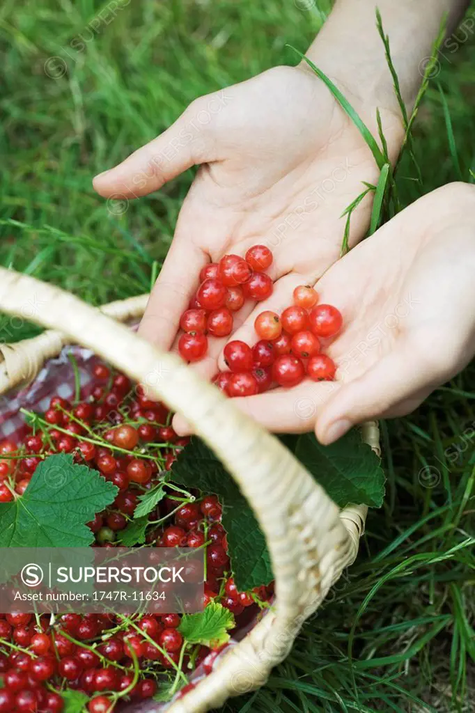 Basket of red currants, cupped hands holding more red currants