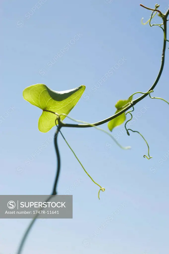 Leaf growing on slender vine