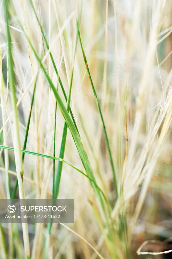 Tall grass, close-up