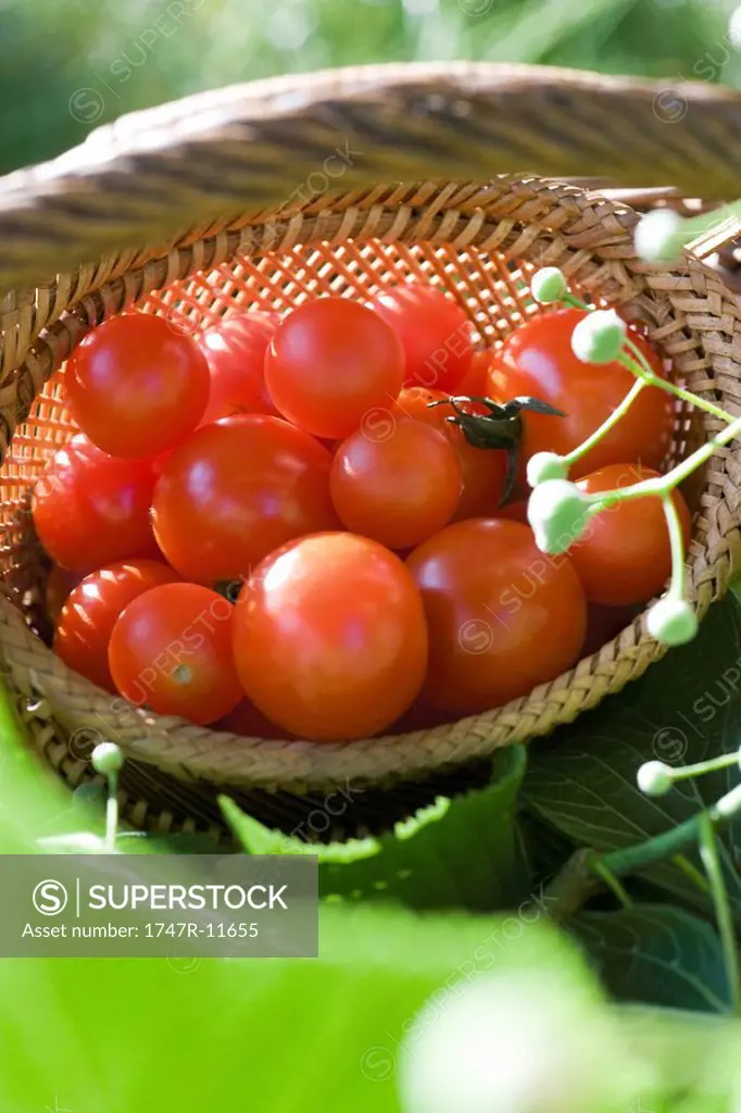 Ripe cherry tomatoes in wooden basket