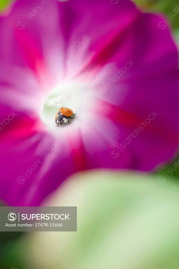 Lady bug crawling on morning glory flower, close-up