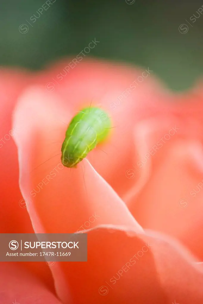 Caterpillar on flower petal, close-up