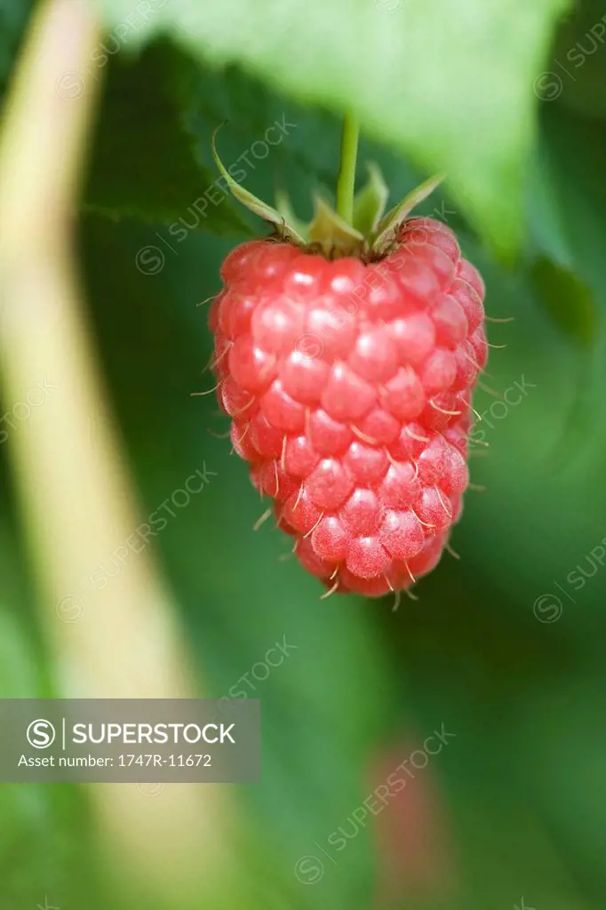 Ripe raspberry hanging by stem, close-up