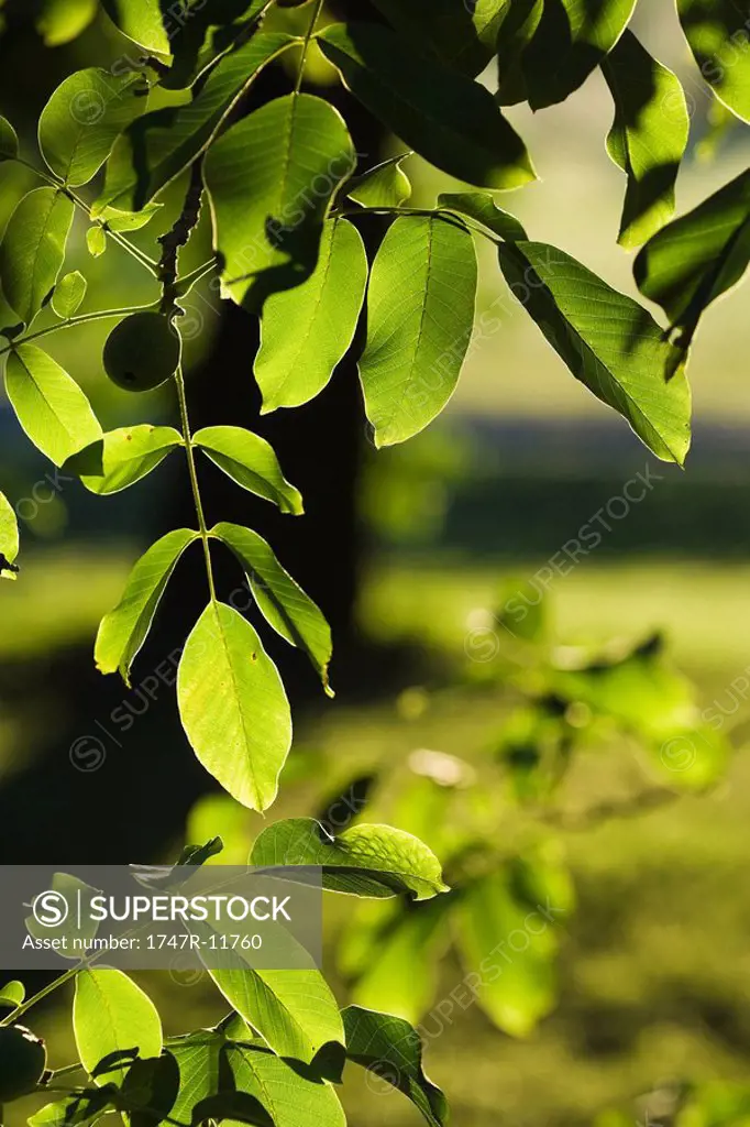 Leaves of walnut tree