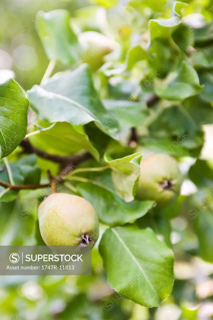 Pears growing on branch
