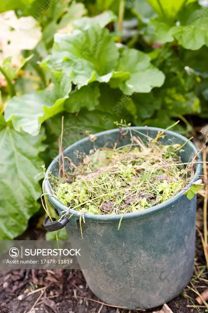 Bucket filled with pulled weeds