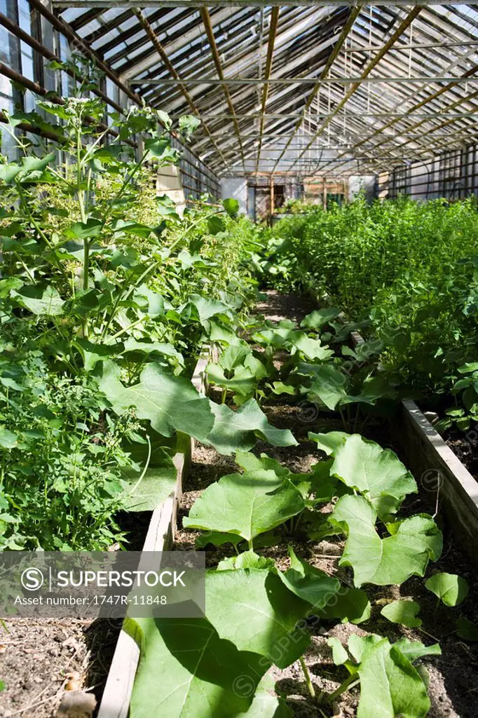 Taro plants growing in greenhouse planter