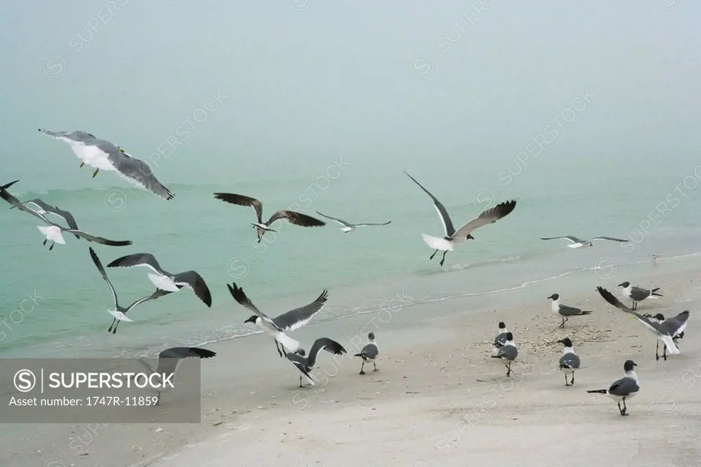 Flock of gulls landing on beach
