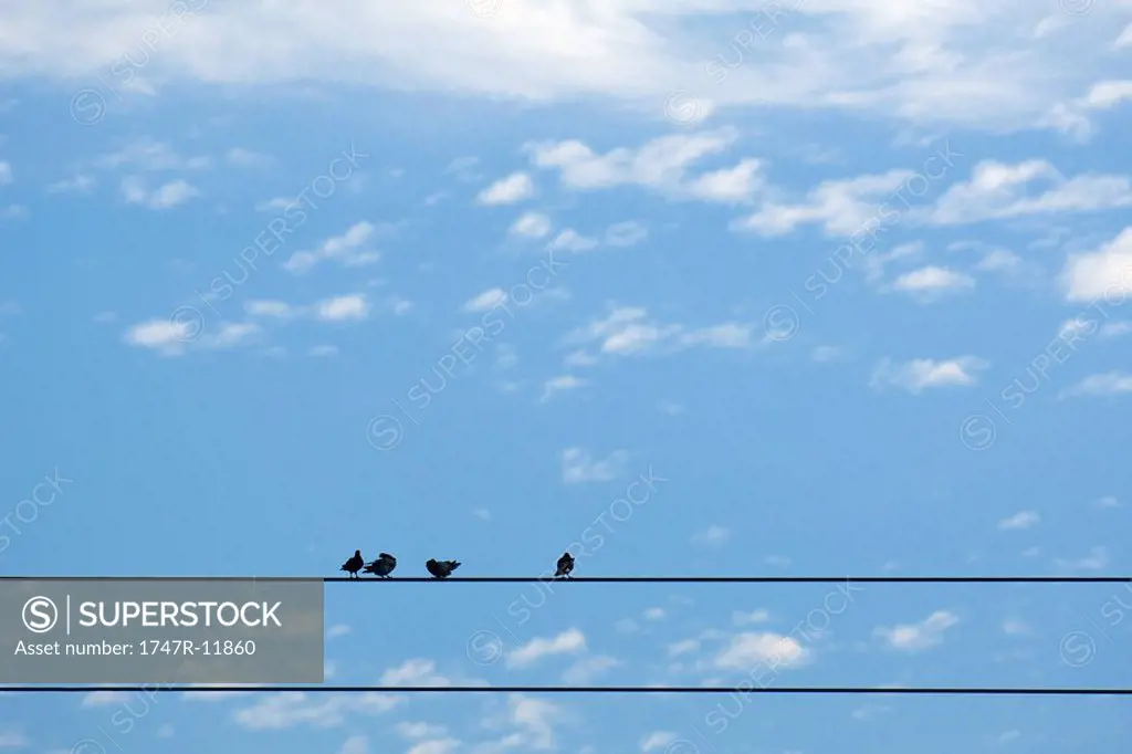 Pigeons perched on power line