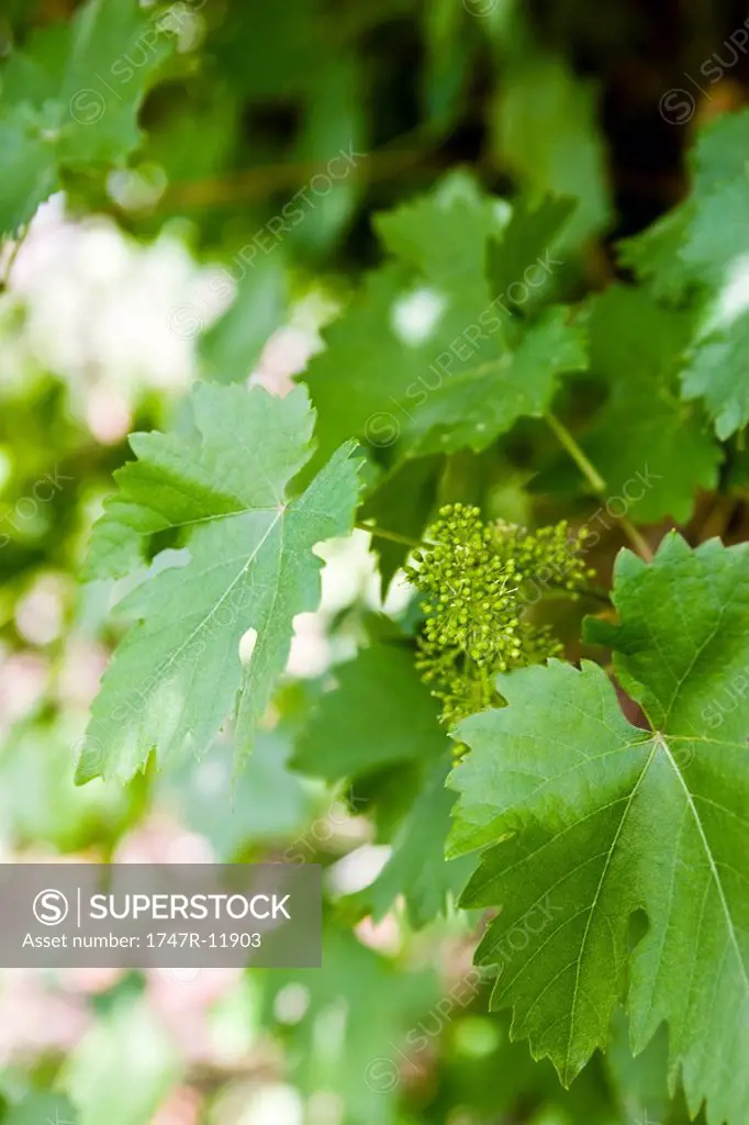Leafy grapevines