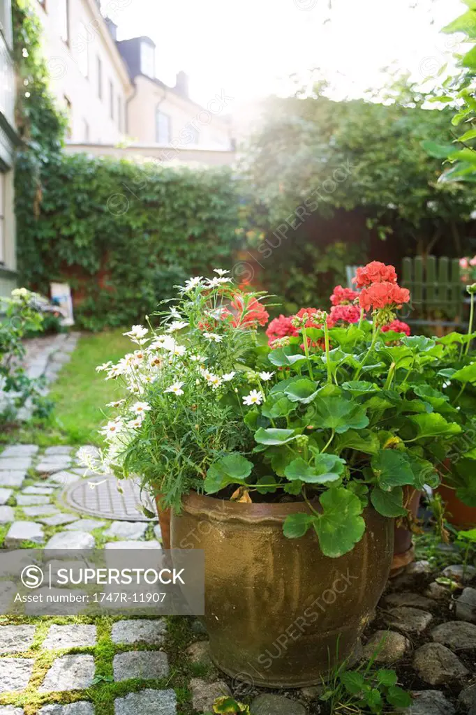 Geraniums and marguerite daisies growing in pot