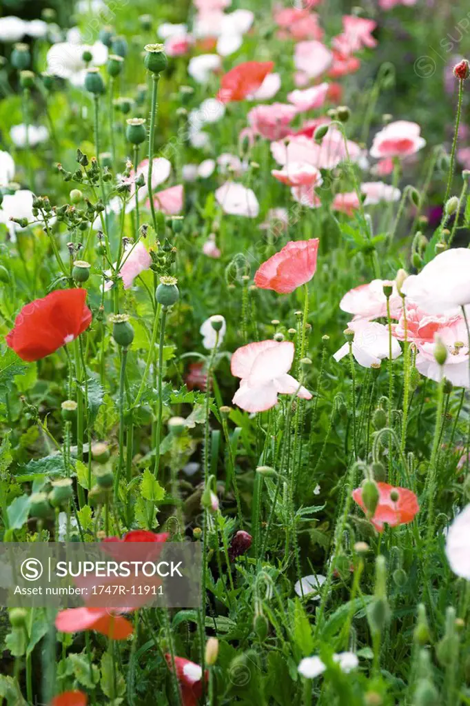 Poppies growing in field