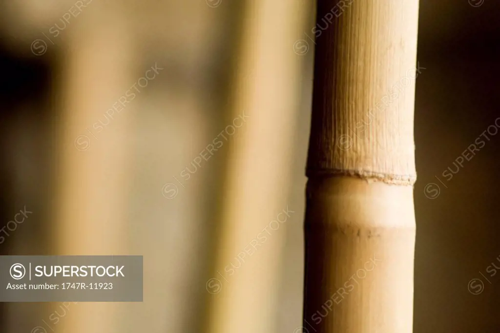Bamboo, close_up