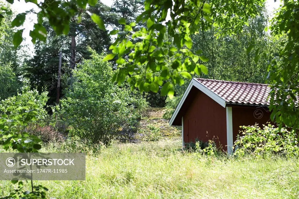 Shed in overgrown yard