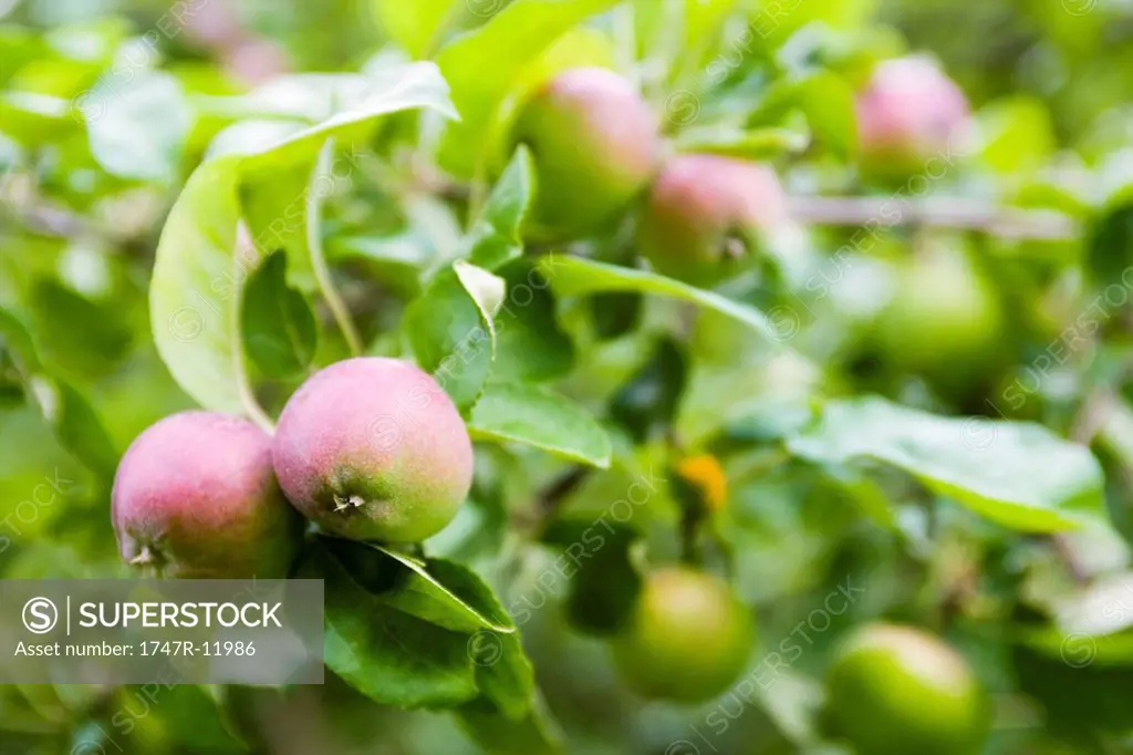 Apples ripening on branch