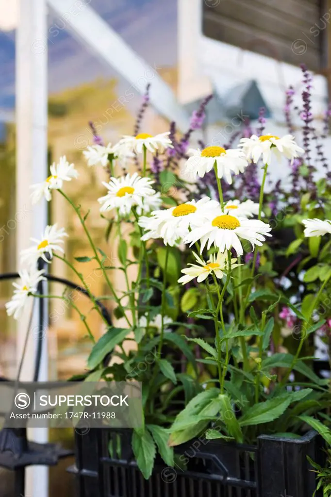 Daisies growing in planter