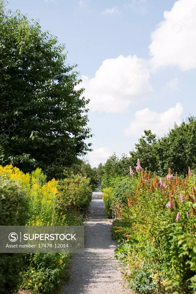 Gravel path leading through botanical garden