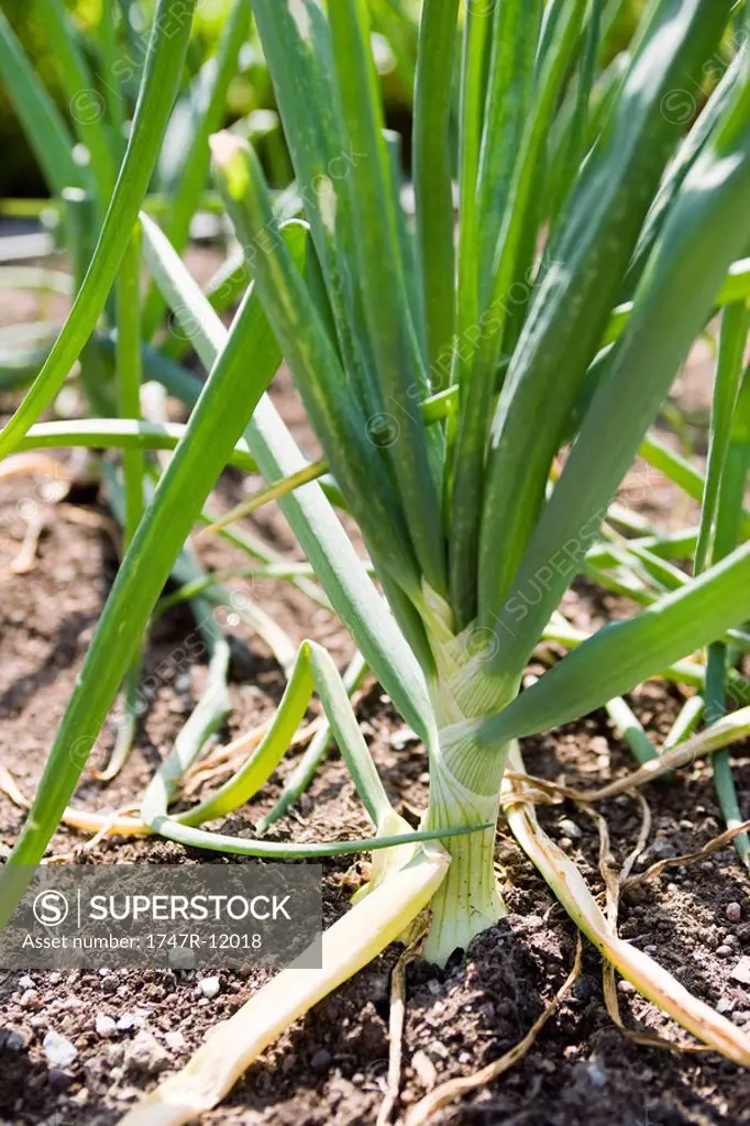 Fresh garlic growing in garden