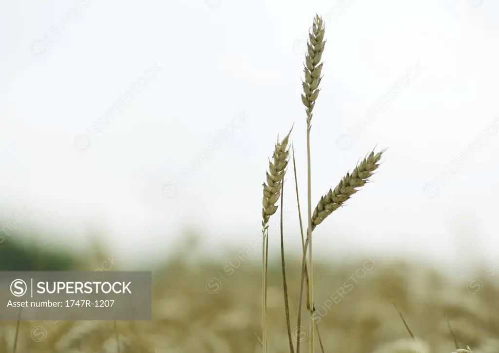 Husks of wheat