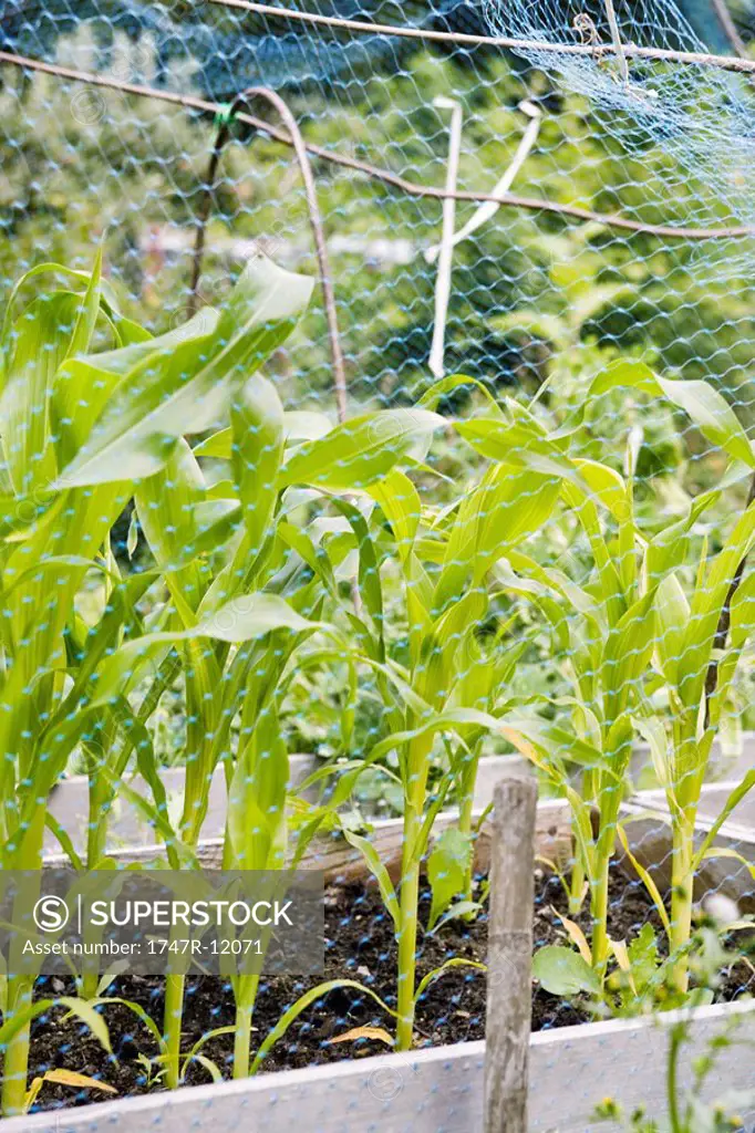 Corn seedlings growing in planter