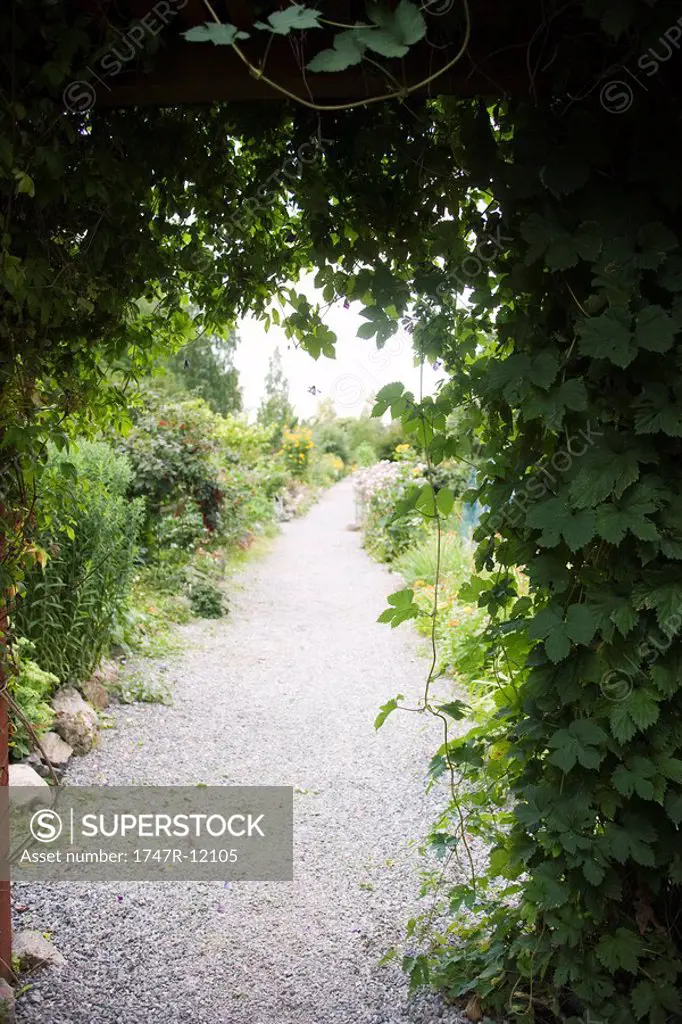 Vine draped trellis spanning garden path