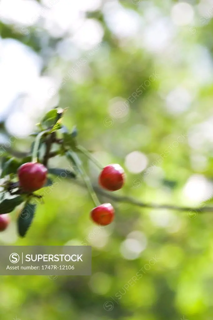 Red currants Ribes rubrum ripening on branch