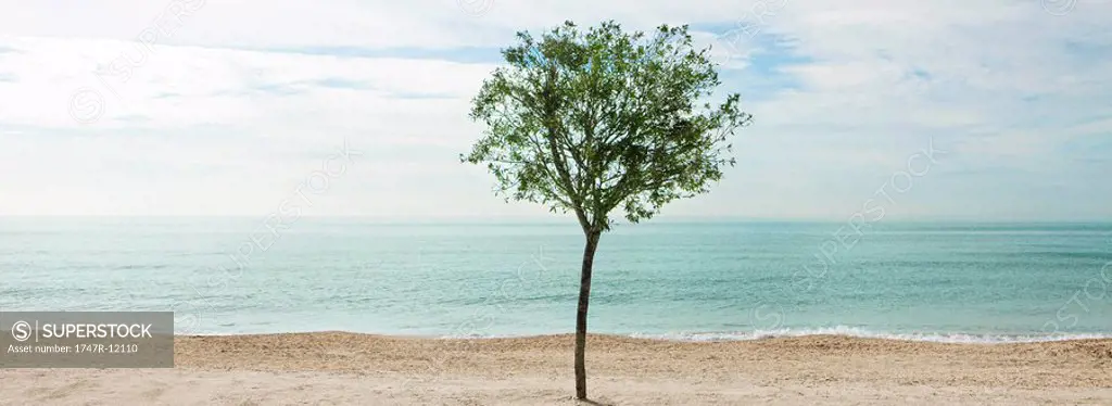 Tree planted in sand on beach