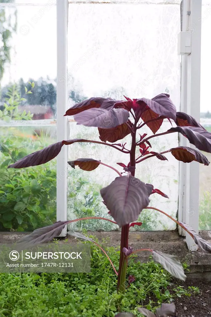 Purple plant growing in greenhouse