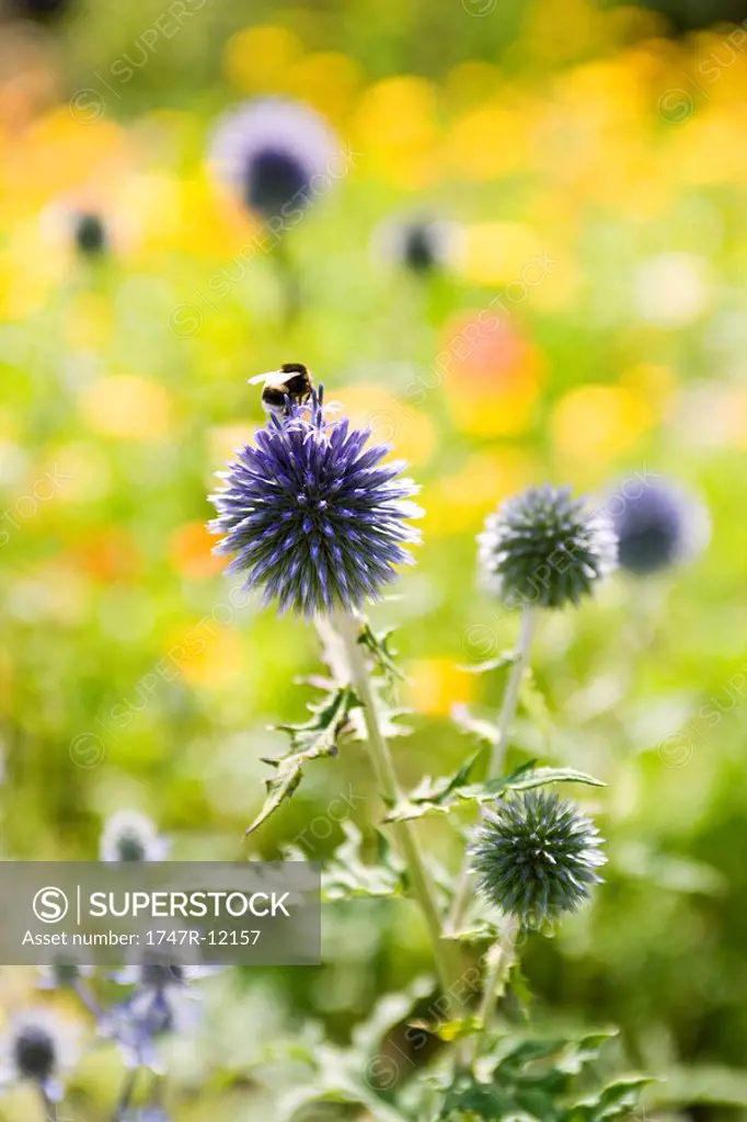 Buff_tailed bumblebee Bombus terrestris collecting pollen from globe thistle Echninops ritro