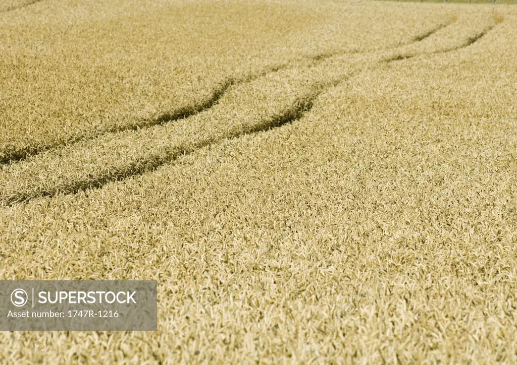Tiretracks in wheatfield
