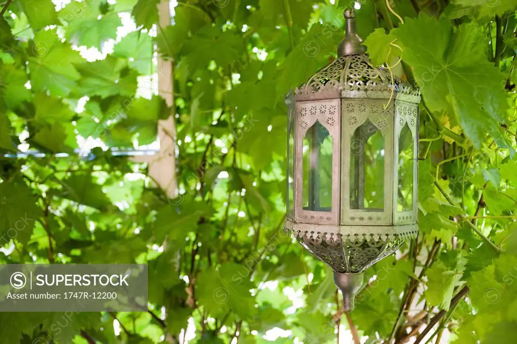 Moroccan lantern against background of lush foliage