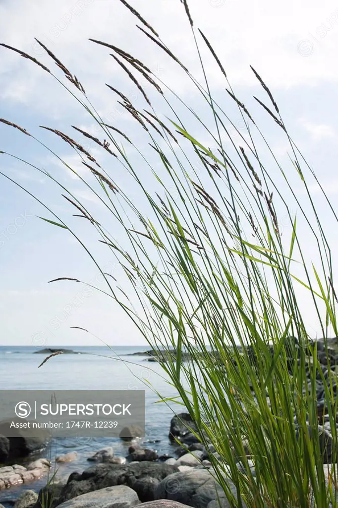 Tall grass growing on rocky shore