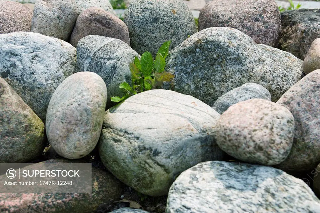 Solitary plant growing amongst rocks