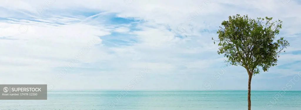 Tree and ocean horizon