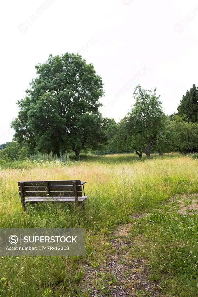 Bench in overgrown field