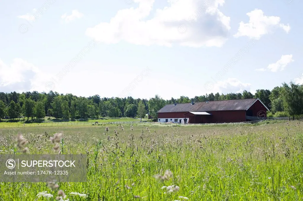 Field of tall grass, barn in distance