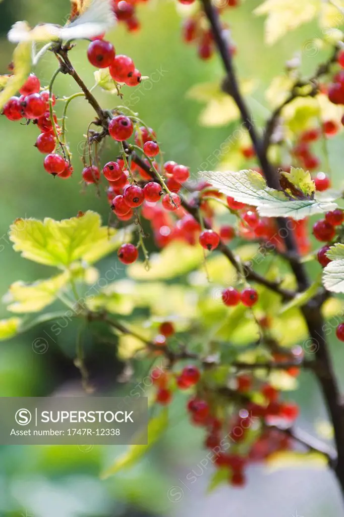 Red currants growing on branch