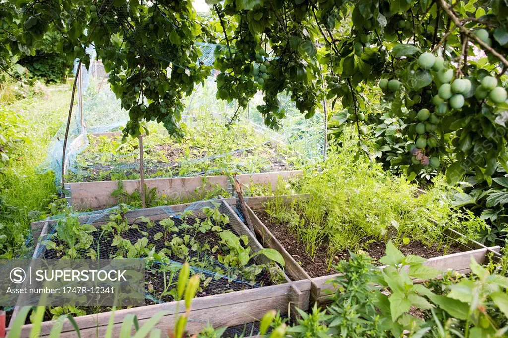 Netting protecting vegetables growing in garden