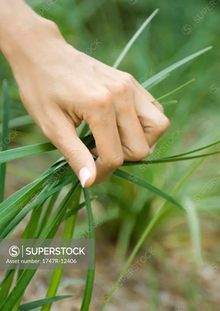 Woman´s hand grasping handful of long grass